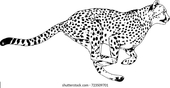 Running Cheetah Drawn In Ink By Hand On A White Background