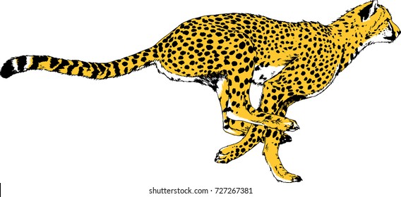 Running Cheetah Drawn In Ink By Hand On A White Background Logo