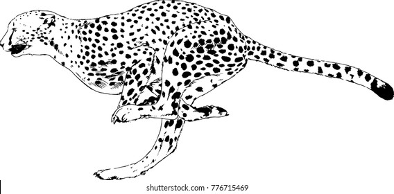 Cheetah Running Stock Illustrations, Images & Vectors | Shutterstock
