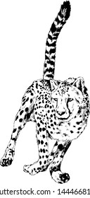 running Cheetah drawn with ink on white background logo tattoo