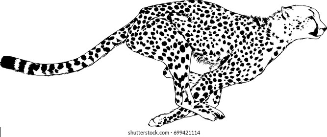 running Cheetah drawn with ink on white background logo tattoo