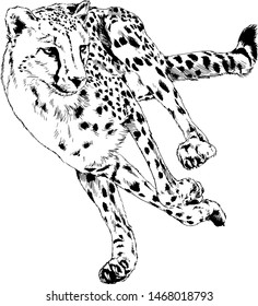 running Cheetah hand-drawn with ink on white background logo tattoo