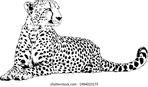 running Cheetah hand-drawn with ink on white background logo  svg