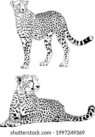 running Cheetah hand-drawn with ink on white background logo 