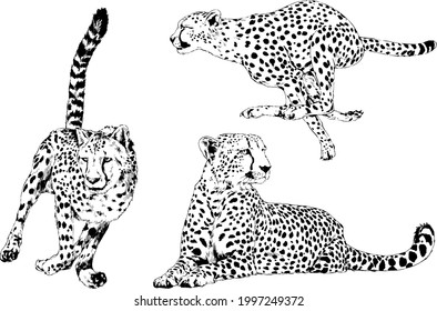 running Cheetah hand-drawn with ink on white background logo 