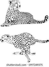 running Cheetah hand-drawn with ink on white background logo 