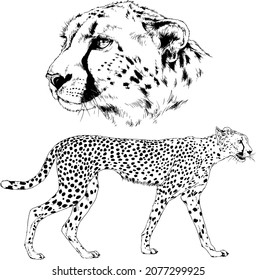 Running Cheetah Hand-drawn With Ink On White Background Logo 