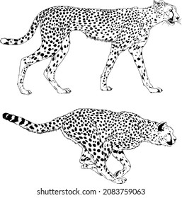 running Cheetah hand-drawn with ink on white background logo tattoo