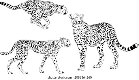 running Cheetah hand-drawn with ink on white background logo tattoo