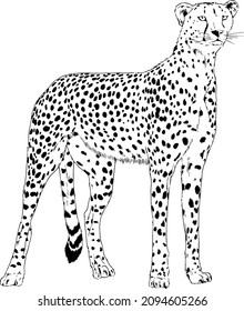 running Cheetah hand-drawn with ink on white background logo 