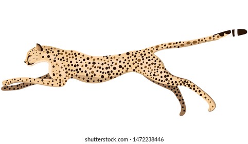 Running cheetah isolated on a white background. Vector graphics.