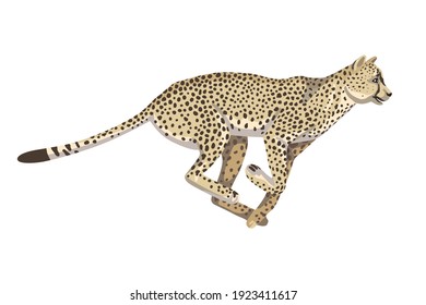 Running cheetah, one animal of African savannah, large spotted cat. Illustration for zoology and biology. Vector isolated object on a white background. Character design for print.