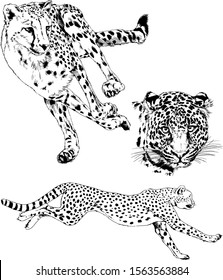 running Cheetah in various poses, hand-drawn for advertising and logos