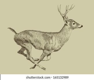Running deer realistic vector drawing 