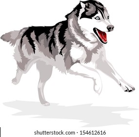 24,137 Husky running Images, Stock Photos & Vectors | Shutterstock