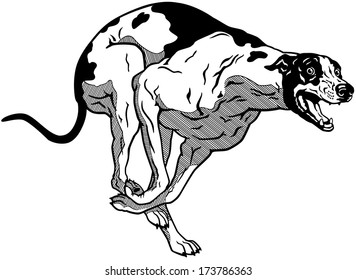 running dog, english greyhound breed, black and white illustration 