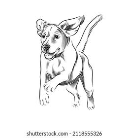 Running dog hand drawn sketch. Front view of happy beagle dog moving black graphic sketch isolated on white background. Vector illustration