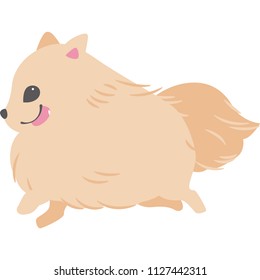 Running dog (Pomeranian)