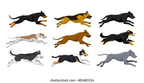 Running dogs vector illustration, including doberman, labrador, whippet, husky, collie, bernese, weimaraner, rhodesian ridgeback, german shepherd