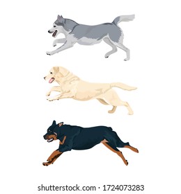Running dogs vector set. Rottweiler, labrador and alaskan malamute running. Alaskan malamute, rottweiler and labrador dog breeds isolated on white background.