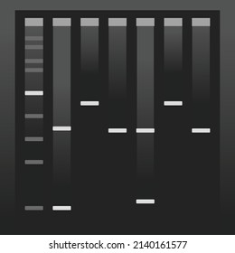 Running A Electrophoresis PCR Gel