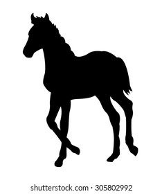 Running Foal Silhouette on White Background