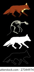 Running fox vector illustration isolated on background. Smart animal predator. Silent hunter hunting food. Skeleton fox silhouette shape shadow. Line contour fox graphic biology education.