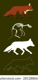 Running fox vector illustration isolated on background. Smart animal predator. Silent hunter hunting food. Skeleton fox silhouette shape shadow. Line contour fox graphic biology education.