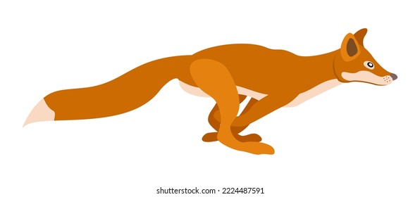 Running fox. Vector isolated illustration.