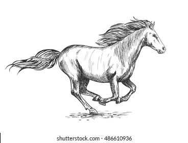 Running gallop white horse sketch portrait. Vector mustang stallion freely rushing against wind with waving mane and tail