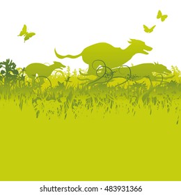 Running Greyhounds on a meadow 