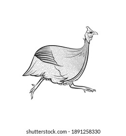 Running guinea fowl. Line drawing. Black and white illustration. Vector.