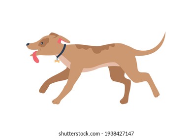 Running happy houd in collar flat color vector detailed character. Animal training, activity and exercise. Pet care isolated cartoon illustration for web graphic design and animation