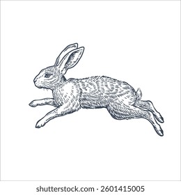 Running hare on white background. Line art vector Illustration
