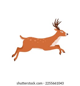 Running horned forest deer northern reindeer  flat cartoon vector illustration isolated white background  Wild deer animal running jumping in motion side view 