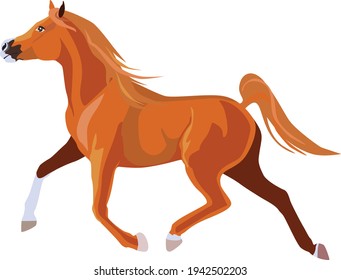 Running horse of the Arabian breed of red color. Vector illustration