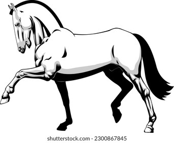 El diseño gráfico del caballo. Ilustración dibujada a mano vectorial aislada en fondo transparente