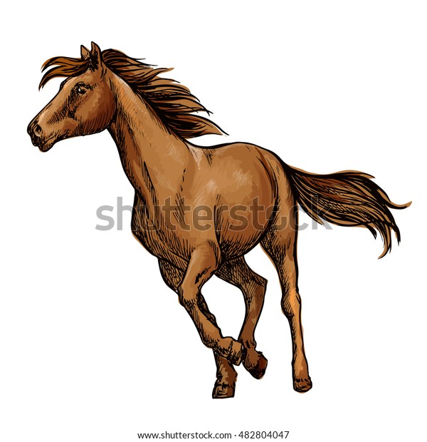 Running horse sketch with galloping brown arabian racehorse. Equestrian