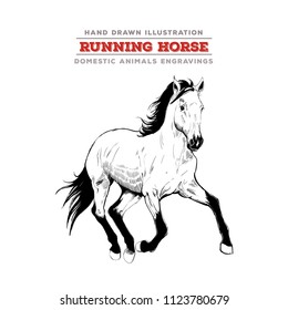 Running horse. Vector engraving illustration.