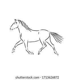 running horse vector illustration - black and white outline. beautiful horse, horse icon, vector sketch illustration