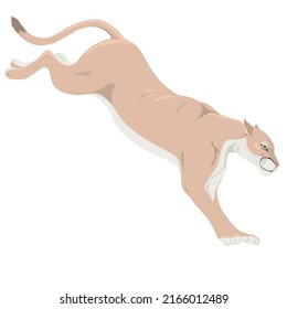 A Running and Hunting Wild Cougar Vector Illustration PUMA