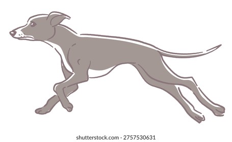 Running Italian Greyhound, cute vector illustration.