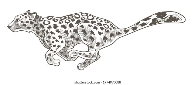 Running leopard, speedy cheetah hunting and chasing. Isolated feline animal with long tail. Cheetah or jaguar, tiger or leopard. Savannah and wilderness, preservation and park. Vector in flat style