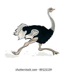 Running ostrich, isolated object over white background