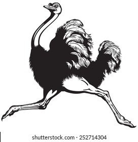 running ostrich , side view black and white image 