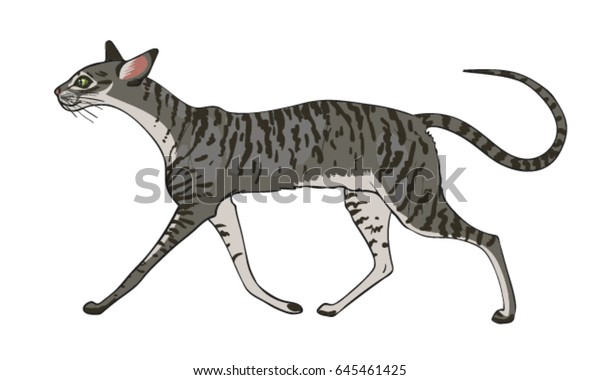 Running Pedigree Cat Side View Grey Stock Vector Royalty Free