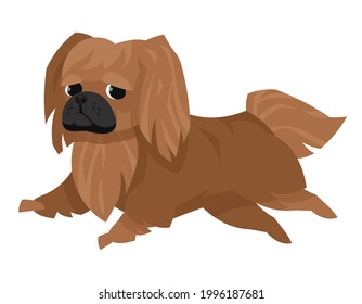 Running pekingese side view. Cute pet in cartoon style.