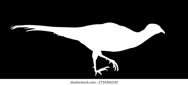 Running pheasant vector silhouette illustration isolated on background. Ring necked pheasant shape shadow male symbol. Phasianus colchicus. Beautiful animal wild bird portrait. 