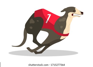 Running purebred dog in coursing dress. Dog racing concept. Sporrt dog running fast in speed competition. Vector illustration in cartoon style
