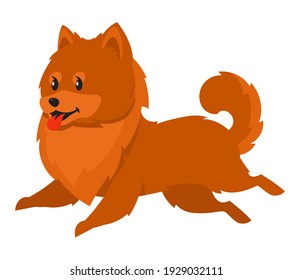 Running Spitz side view. Cute pet in cartoon style.